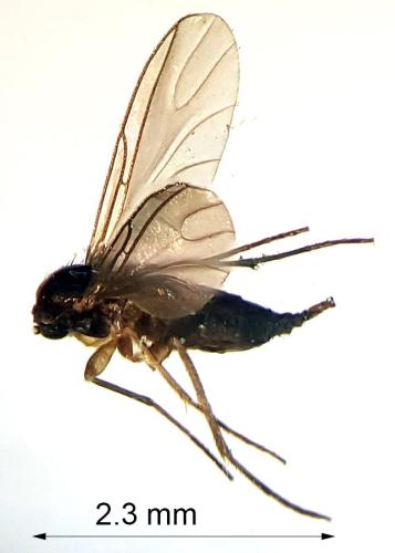 Bradysia impatiens
